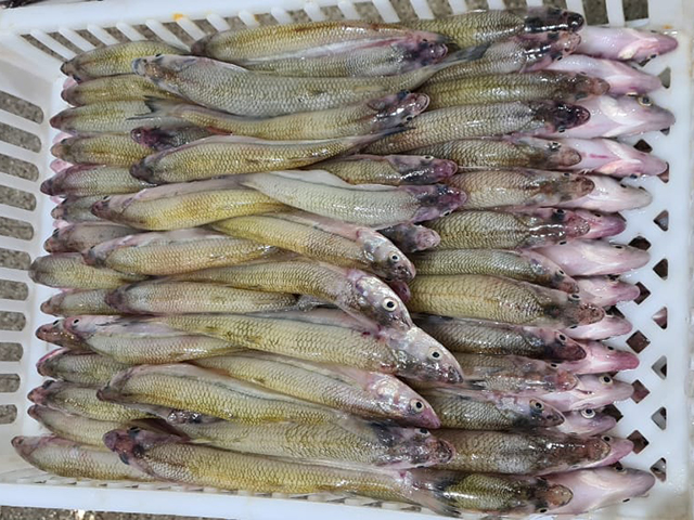 imagen de huevas de carpa hembra